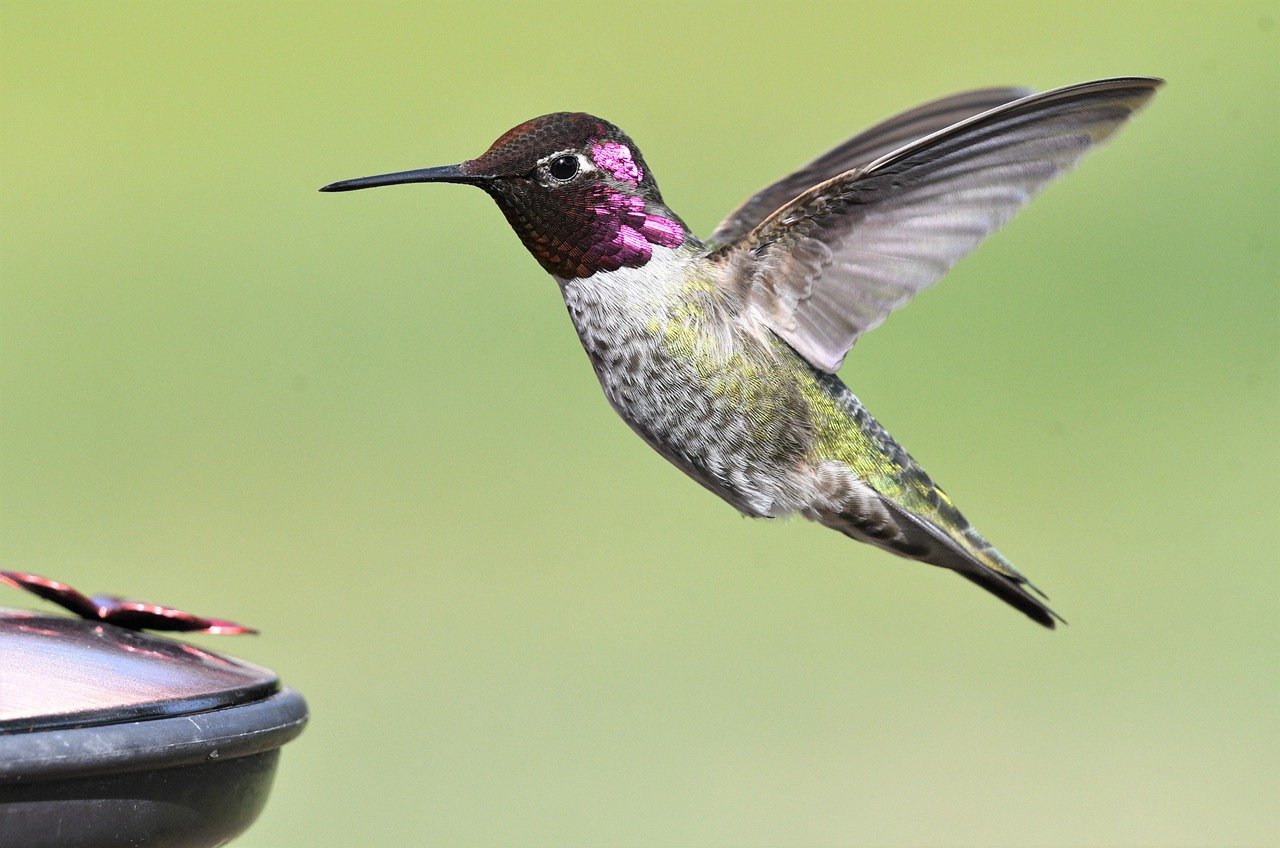 Bird Identification by Silhouette: A Beginner’s Guide