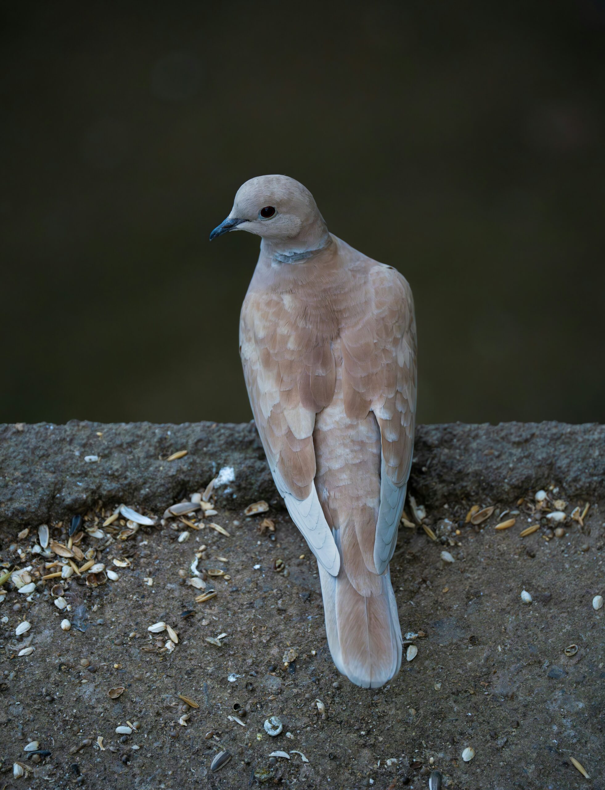 Bird Taxonomy Explained: A Comprehensive Guide