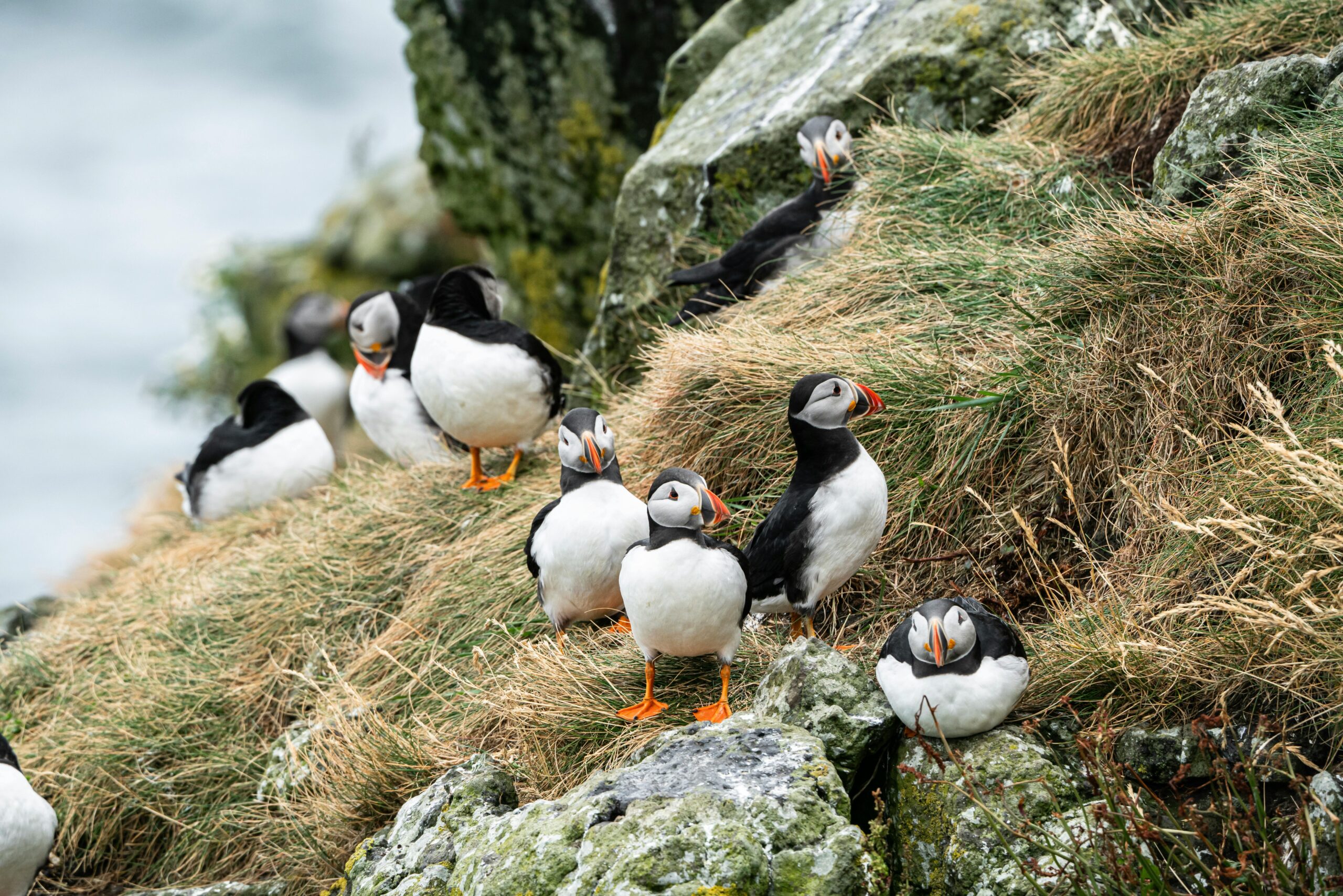 Common Mistakes to Avoid When Using Binoculars for Bird Watching