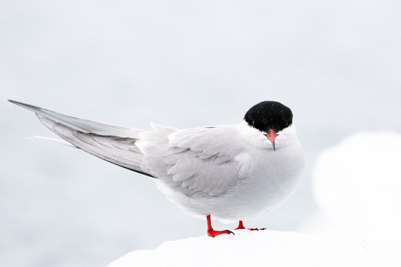 The Importance of Leaving Bird Nests Undisturbed